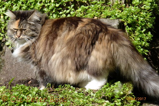 Sibirische Katzen Hela von der Gronau